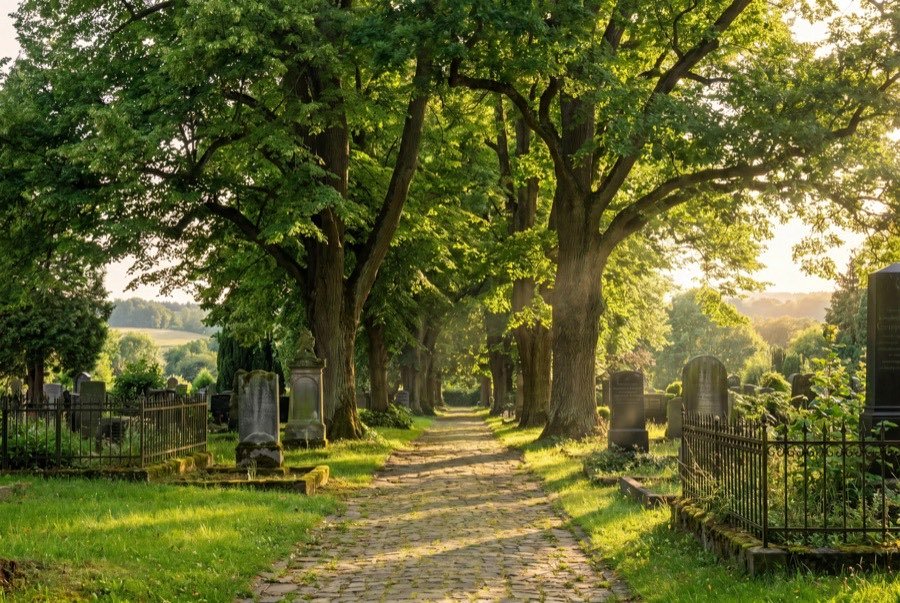 Alte Baumallee über einem Friedhofsweg